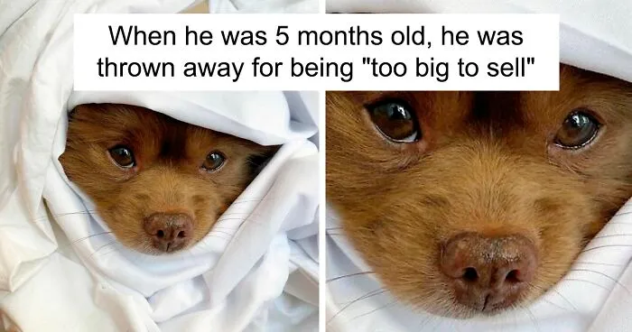 Puppy That Looks Like A Bear Cub Was Abandoned For Being "Too Big To Sell," Finds A Loving Home