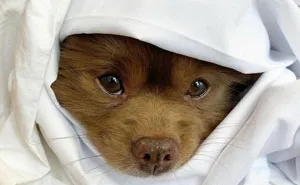 Puppy That Looks Like A Bear Cub Was Abandoned For Being "Too Big To Sell," Finds A Loving Home