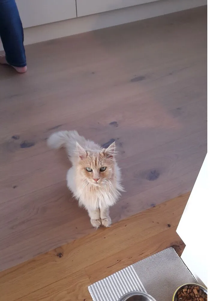 People Are Loving This Online Group That Is Dedicated To Sharing Pictures Of The Fluffiest Cats Ever (50 Pics)