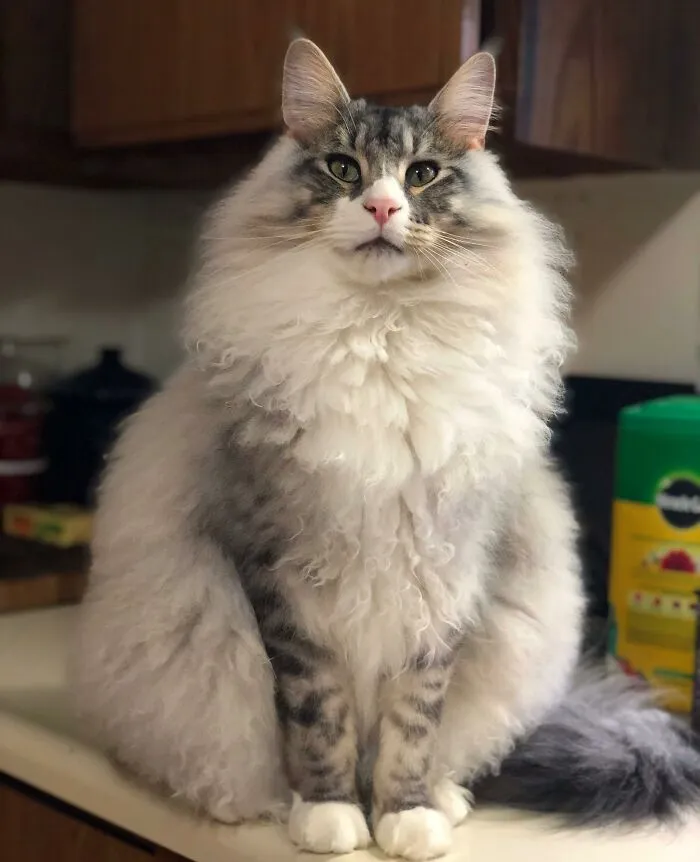 People Are Loving This Online Group That Is Dedicated To Sharing Pictures Of The Fluffiest Cats Ever (50 Pics)
