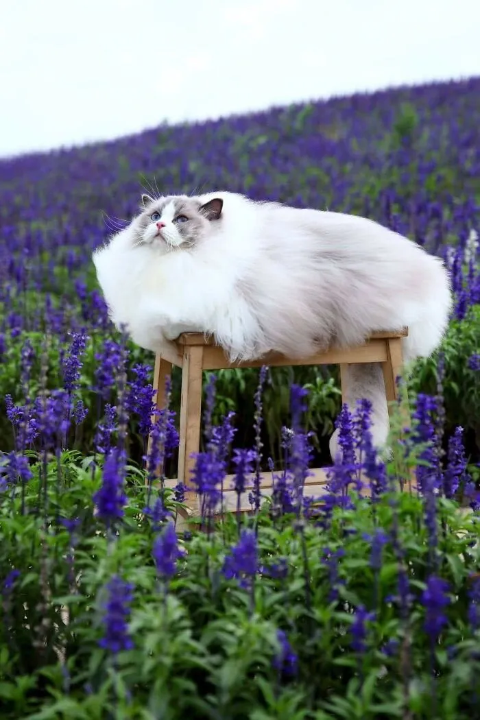 People Are Loving This Online Group That Is Dedicated To Sharing Pictures Of The Fluffiest Cats Ever (50 Pics)