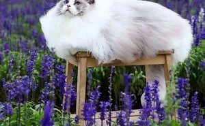 People Are Loving This Online Group That Is Dedicated To Sharing Pictures Of The Fluffiest Cats Ever (50 Pics)