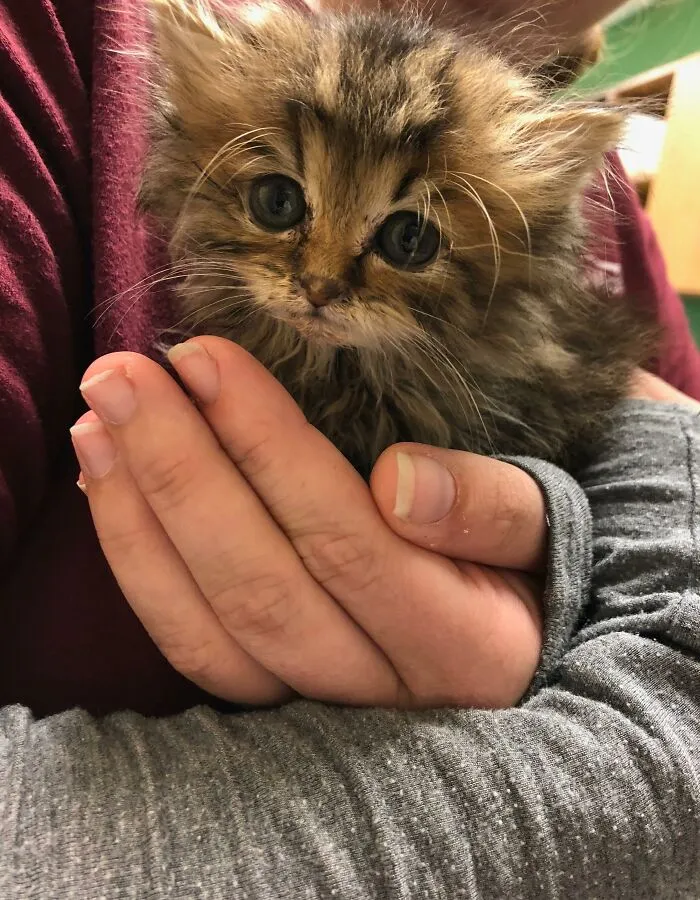 People Are Loving This Online Group That Is Dedicated To Sharing Pictures Of The Fluffiest Cats Ever (50 Pics)