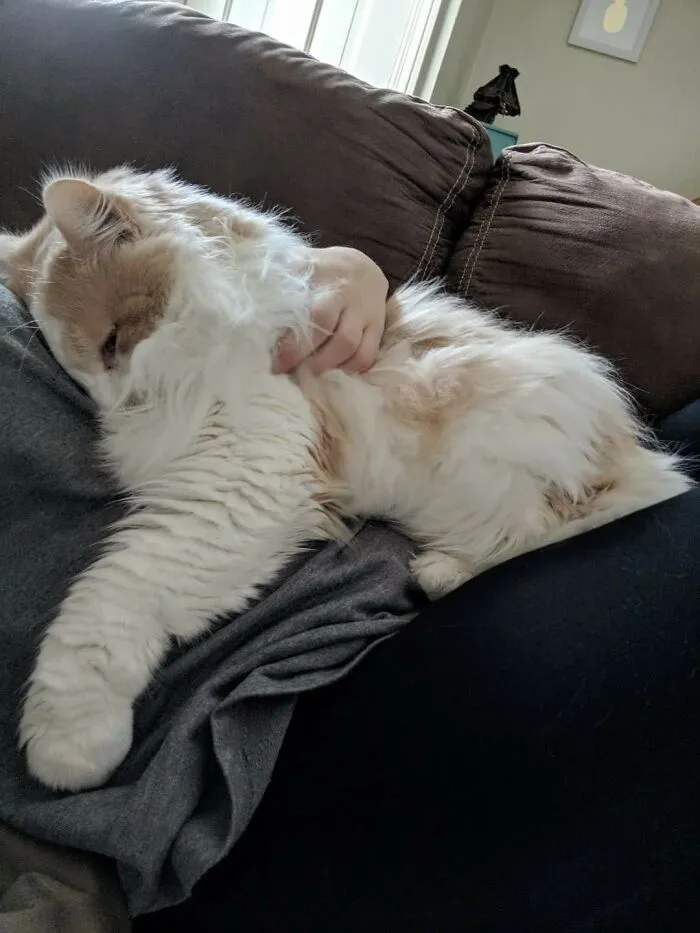 People Are Loving This Online Group That Is Dedicated To Sharing Pictures Of The Fluffiest Cats Ever (50 Pics)