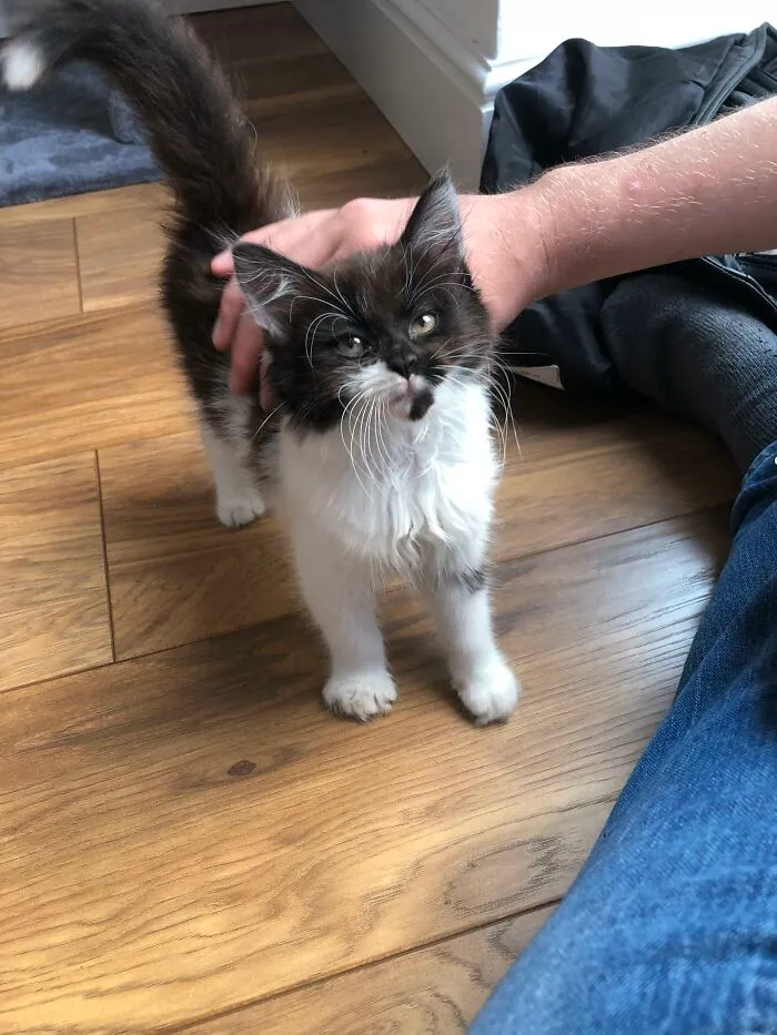 People Are Loving This Online Group That Is Dedicated To Sharing Pictures Of The Fluffiest Cats Ever (50 Pics)