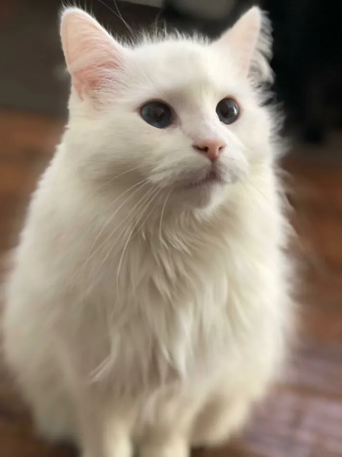 People Are Loving This Online Group That Is Dedicated To Sharing Pictures Of The Fluffiest Cats Ever (50 Pics)