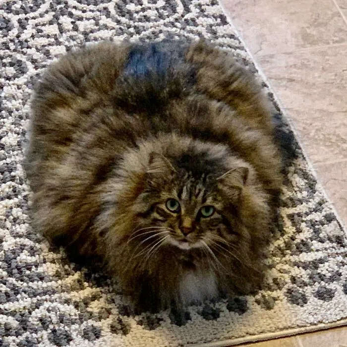 People Are Loving This Online Group That Is Dedicated To Sharing Pictures Of The Fluffiest Cats Ever (50 Pics)