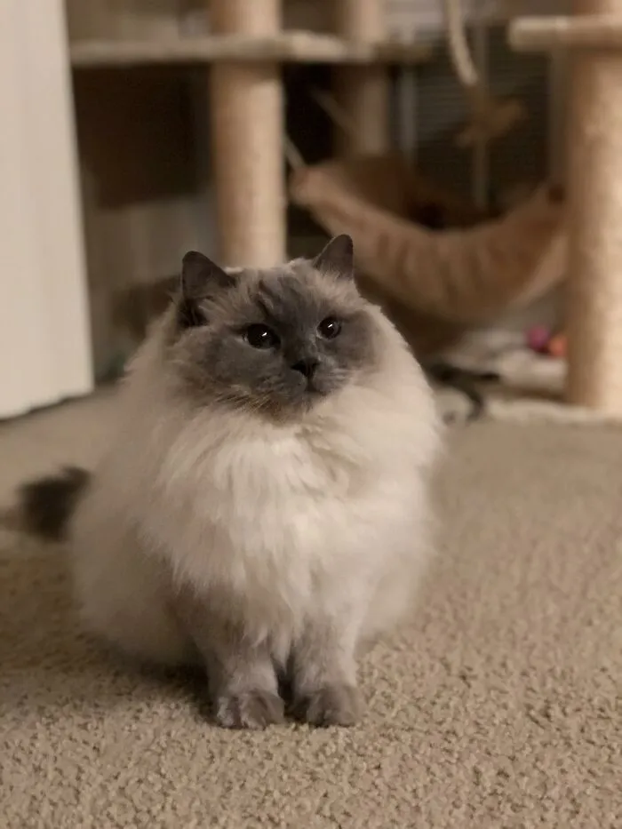 People Are Loving This Online Group That Is Dedicated To Sharing Pictures Of The Fluffiest Cats Ever (50 Pics)