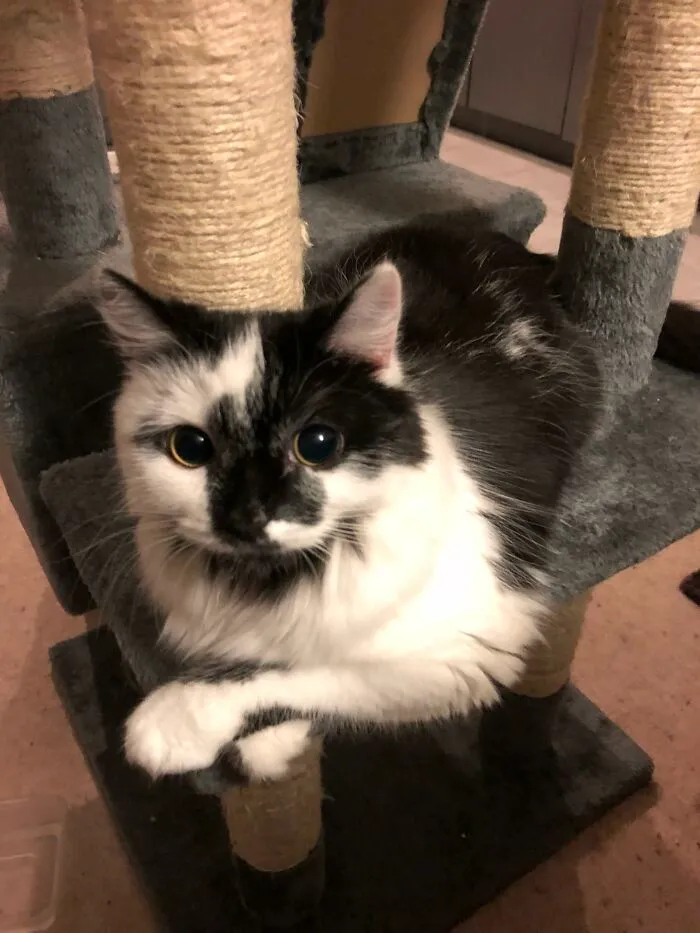 People Are Loving This Online Group That Is Dedicated To Sharing Pictures Of The Fluffiest Cats Ever (50 Pics)