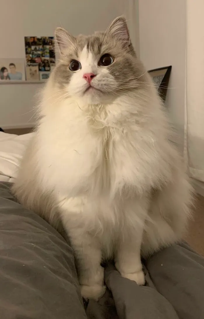 People Are Loving This Online Group That Is Dedicated To Sharing Pictures Of The Fluffiest Cats Ever (50 Pics)