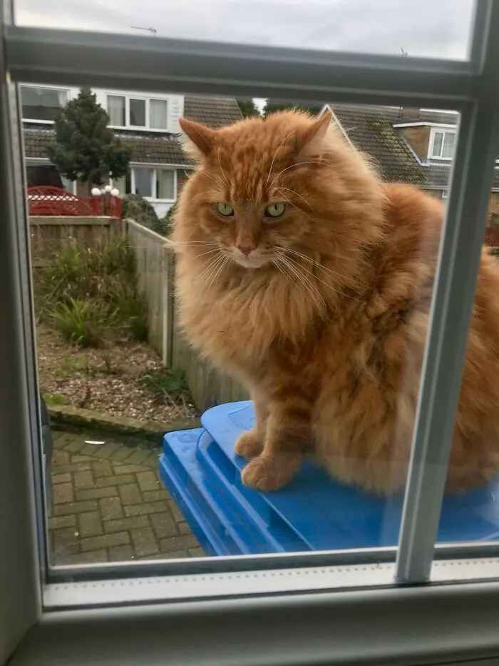 People Are Loving This Online Group That Is Dedicated To Sharing Pictures Of The Fluffiest Cats Ever (50 Pics)