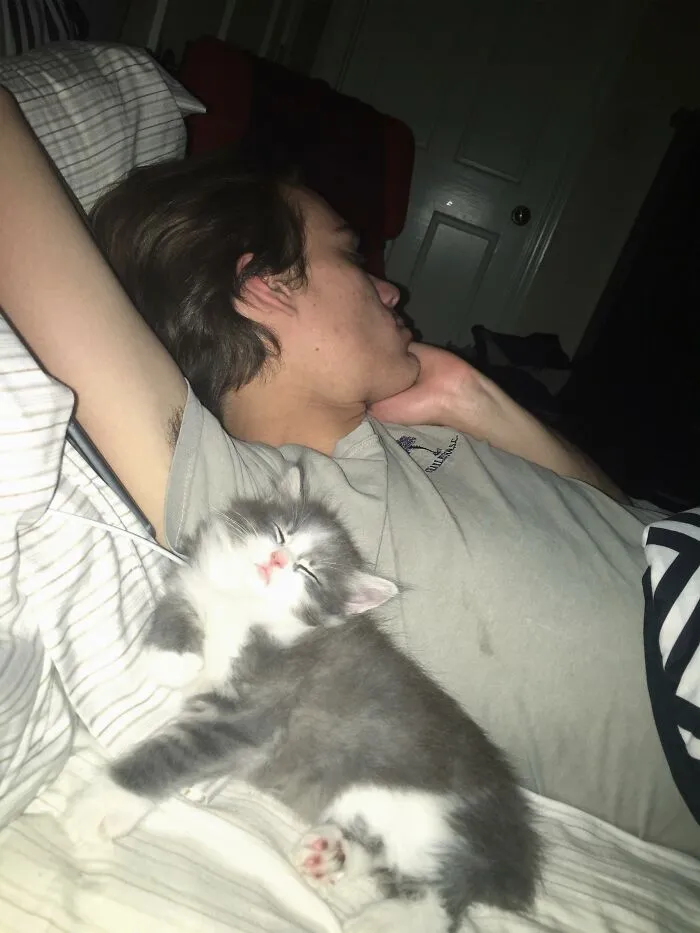 People Are Loving This Online Group That Is Dedicated To Sharing Pictures Of The Fluffiest Cats Ever (50 Pics)