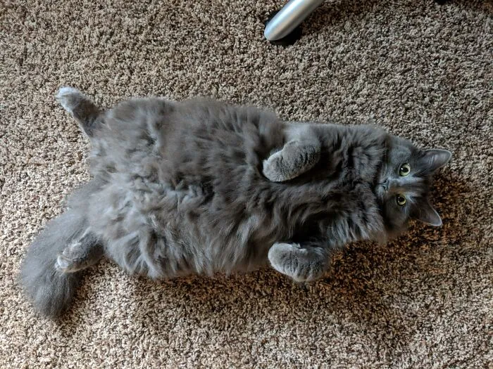 People Are Loving This Online Group That Is Dedicated To Sharing Pictures Of The Fluffiest Cats Ever (50 Pics)