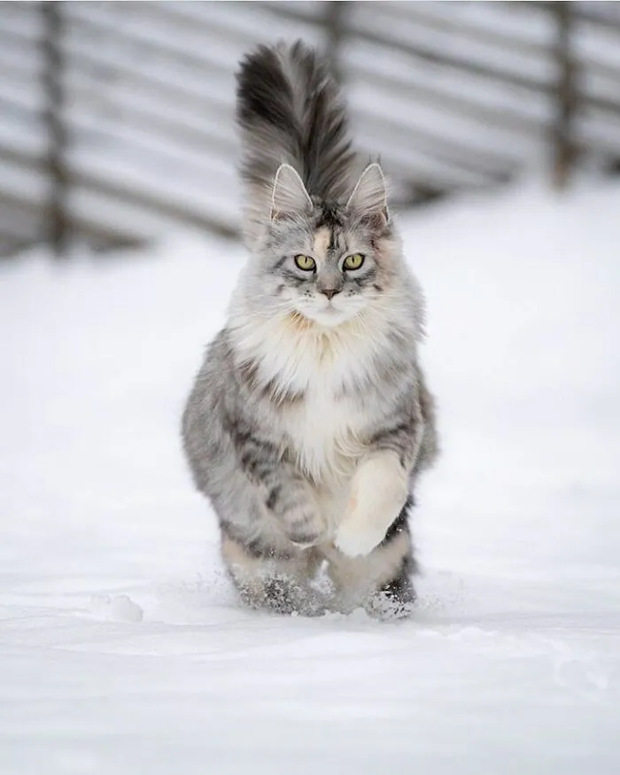 People Are Loving This Online Group That Is Dedicated To Sharing Pictures Of The Fluffiest Cats Ever (50 Pics)