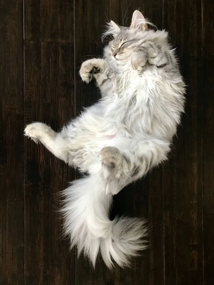 People Are Loving This Online Group That Is Dedicated To Sharing Pictures Of The Fluffiest Cats Ever (50 Pics)