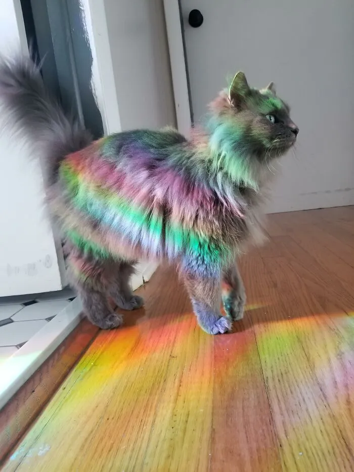 People Are Loving This Online Group That Is Dedicated To Sharing Pictures Of The Fluffiest Cats Ever (50 Pics)