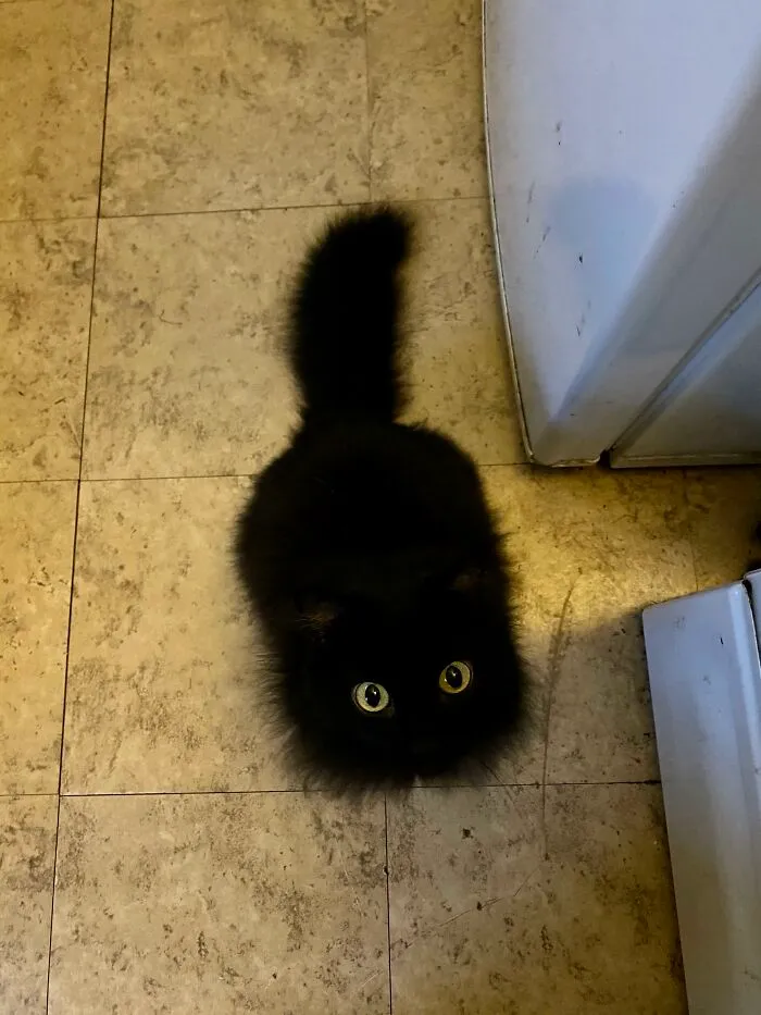 People Are Loving This Online Group That Is Dedicated To Sharing Pictures Of The Fluffiest Cats Ever (50 Pics)