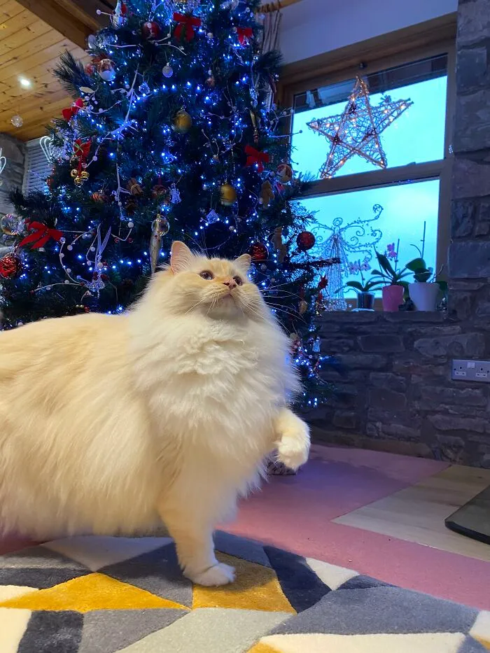 People Are Loving This Online Group That Is Dedicated To Sharing Pictures Of The Fluffiest Cats Ever (50 Pics)