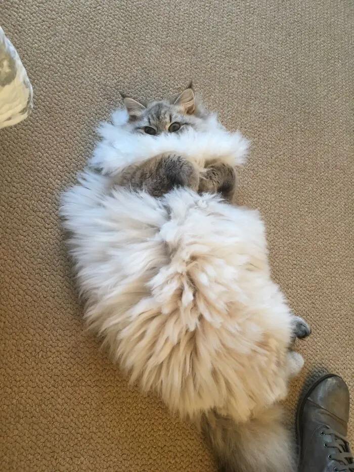 People Are Loving This Online Group That Is Dedicated To Sharing Pictures Of The Fluffiest Cats Ever (50 Pics)