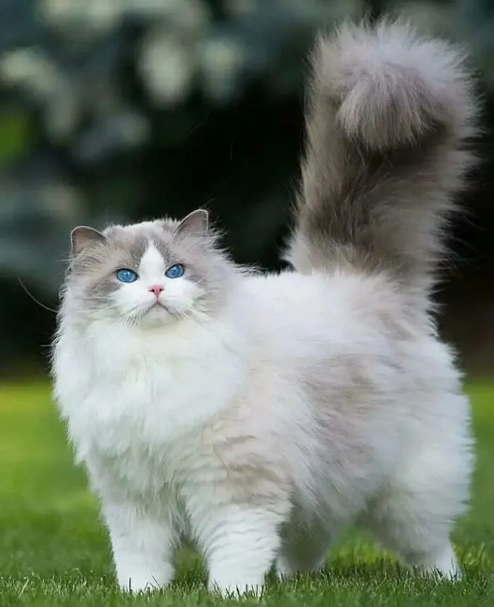 People Are Loving This Online Group That Is Dedicated To Sharing Pictures Of The Fluffiest Cats Ever (50 Pics)