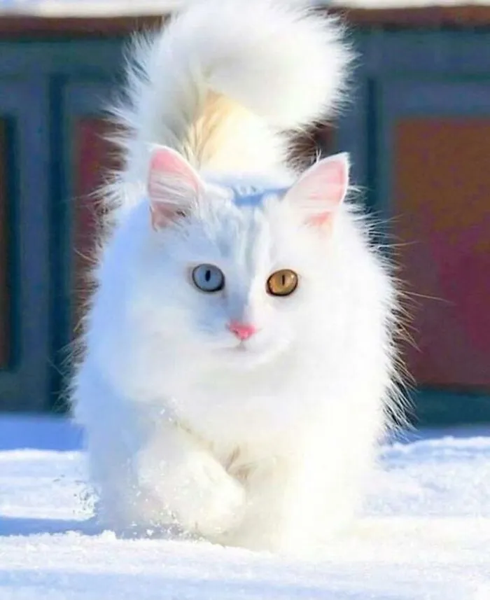 People Are Loving This Online Group That Is Dedicated To Sharing Pictures Of The Fluffiest Cats Ever (50 Pics)