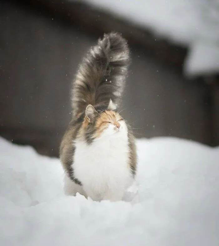 People Are Loving This Online Group That Is Dedicated To Sharing Pictures Of The Fluffiest Cats Ever (50 Pics)