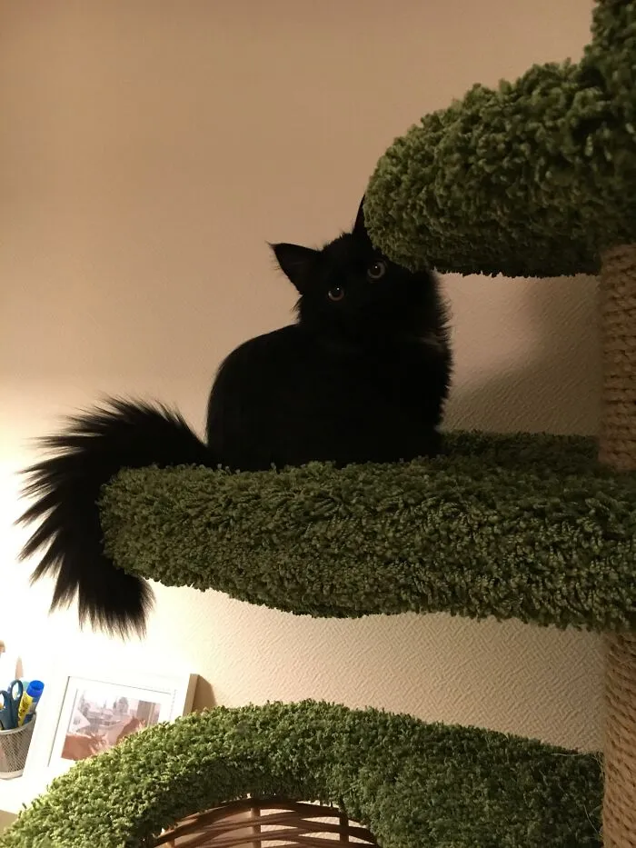 People Are Loving This Online Group That Is Dedicated To Sharing Pictures Of The Fluffiest Cats Ever (50 Pics)