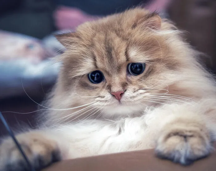 People Are Loving This Online Group That Is Dedicated To Sharing Pictures Of The Fluffiest Cats Ever (50 Pics)