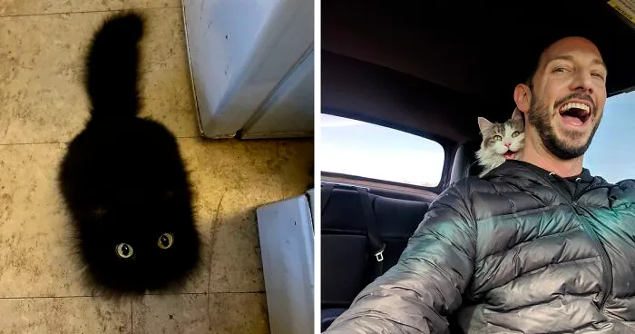 People Are Loving This Online Group That Is Dedicated To Sharing Pictures Of The Fluffiest Cats Ever (50 Pics)