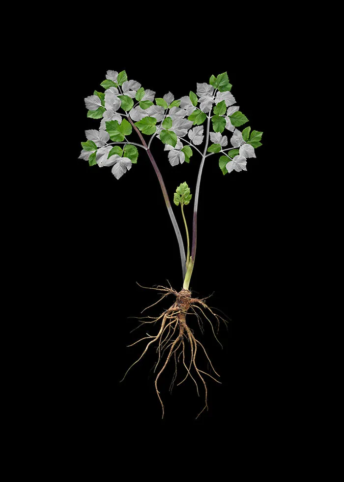 Angelica, Archival Pigment Print, 16"X20", 2020