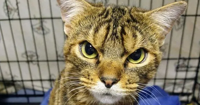 Giggles The Angry Cat Isn't Actually Angry And Is, In Fact, A Total Sweetheart (28 Pics)