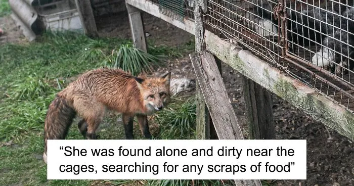 Fox Escapes From Her Cage In A Fur Farm, Gets Spotted By Activists And Rescued