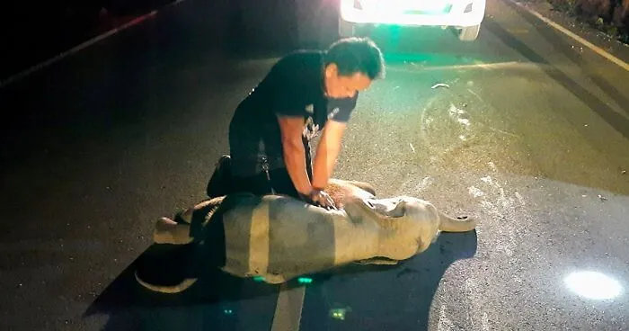 Baby Elephant Who Looked Dead After Being Hit By A Motorcycle Receives CPR, Survives And Is Reunited With The Mother