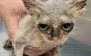 This Online Community Shares Before And After Adoption Pics, Shows How Love And Care Changes Cats (30 New Pics)