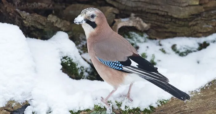 I've Been Photographing Gorgeous Jays In My Garden For The Past Years And I've Learned To Tell Them Apart By Their Black And Blue "Barcodes"