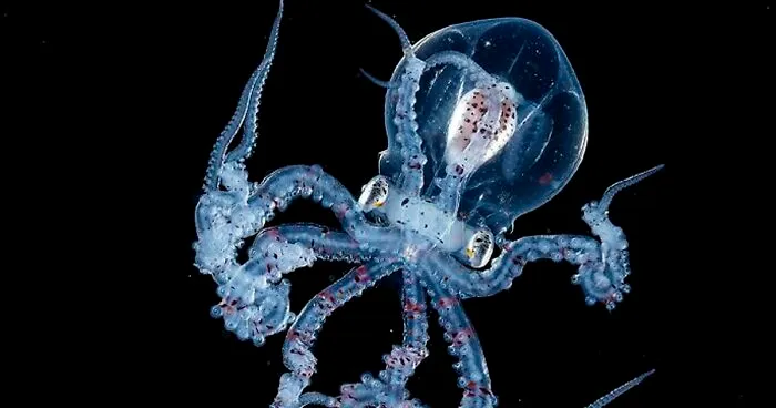 Blackwater Photographer Captures A Young Octopus With A Transparent Head, And You Can Even See Its Brain