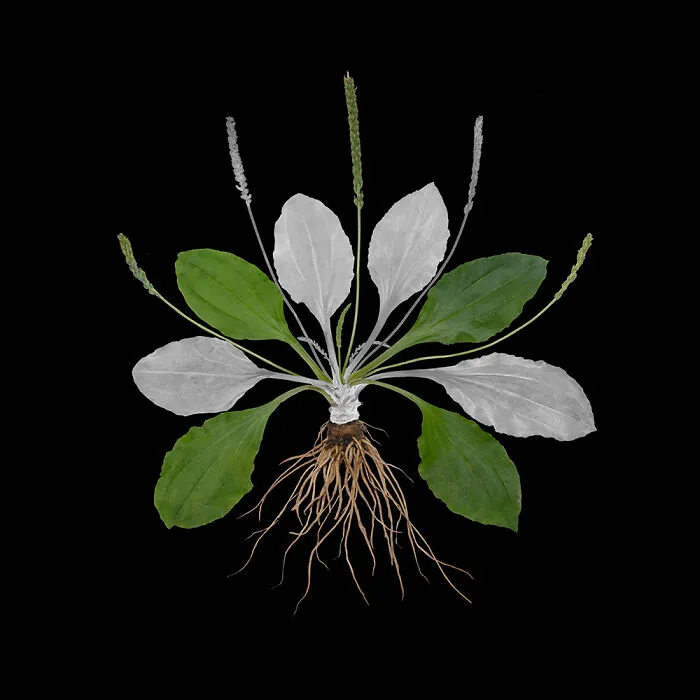 Broadleaf Plantain, Archival Pigment Print, 12"X12", 2020