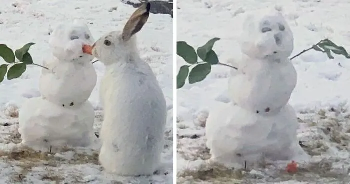 Over 64K People On YouTube Can't Get Enough Of This Video Capturing A Bunny Chomping A Snowman’s Carrot Nose