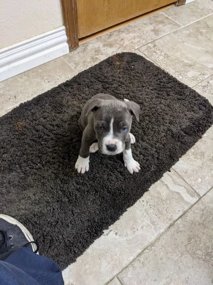 Can't Even Go To The Bathroom Without The New Puppy Wanting To Be There.
