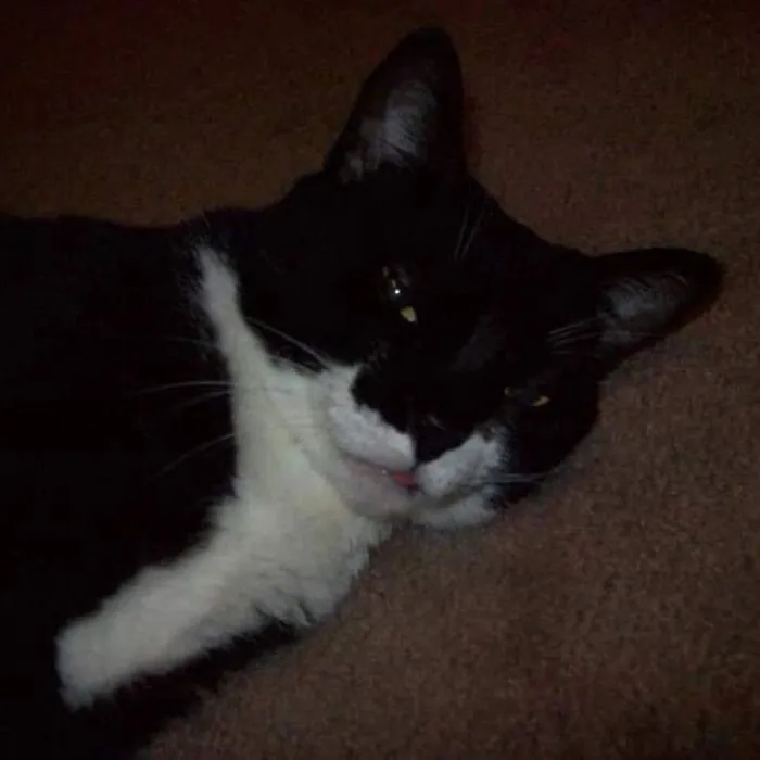 Dr.socks