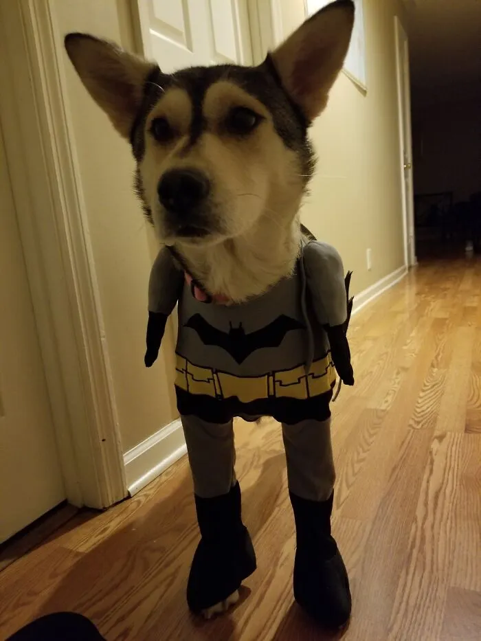 Nanananananana...
