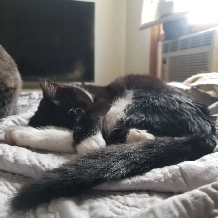 Zim Fast Asleep