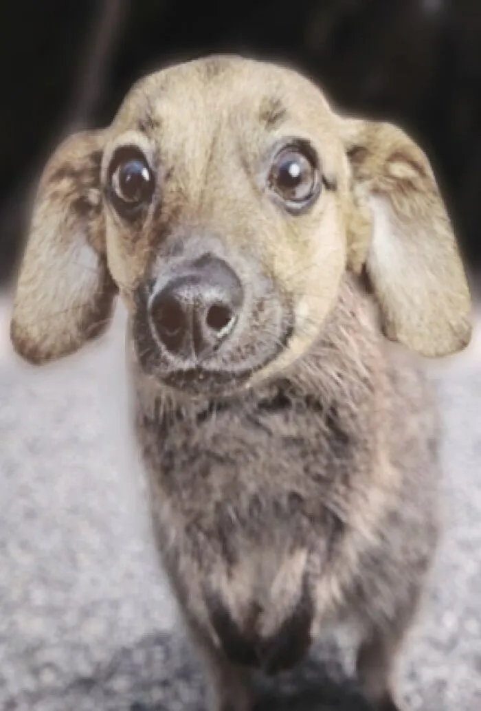 Dogkka