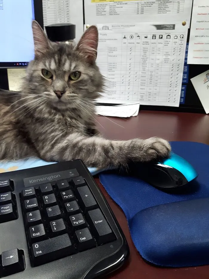 Franky Hard At Work