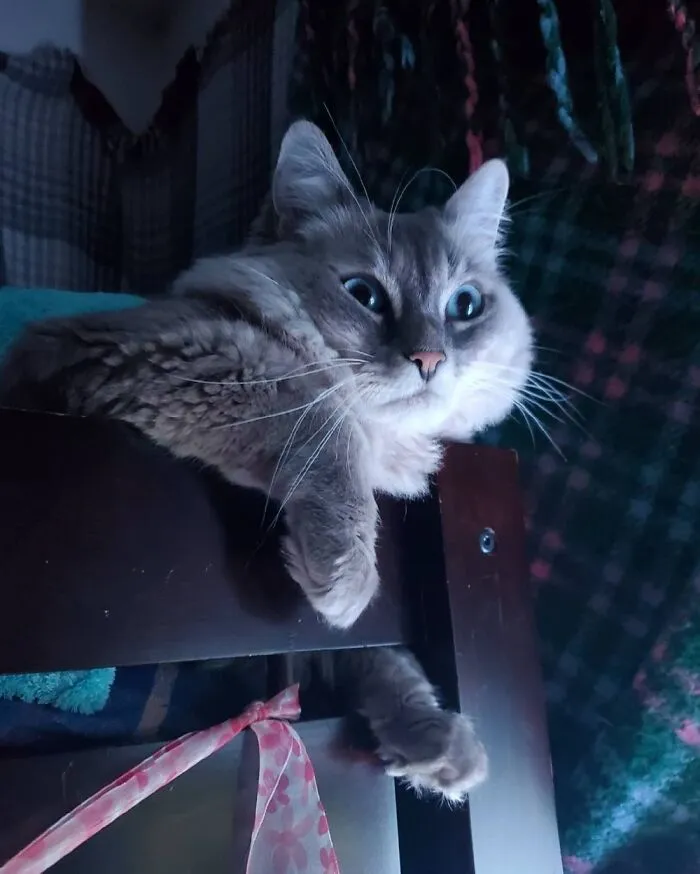 Princess Kitty Cat !!!
