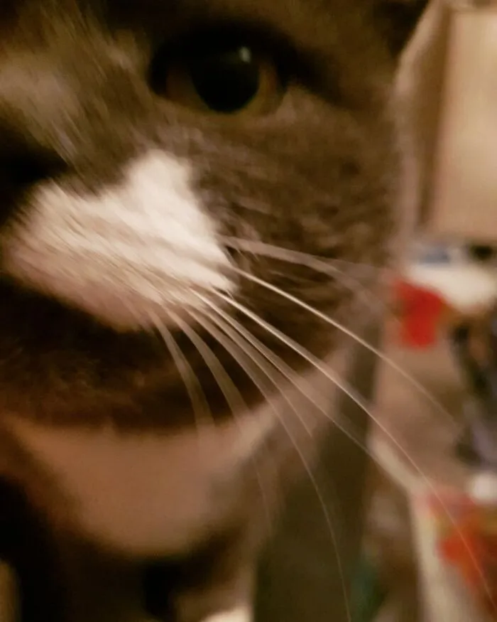 Cocos Don't Care About Social Distance