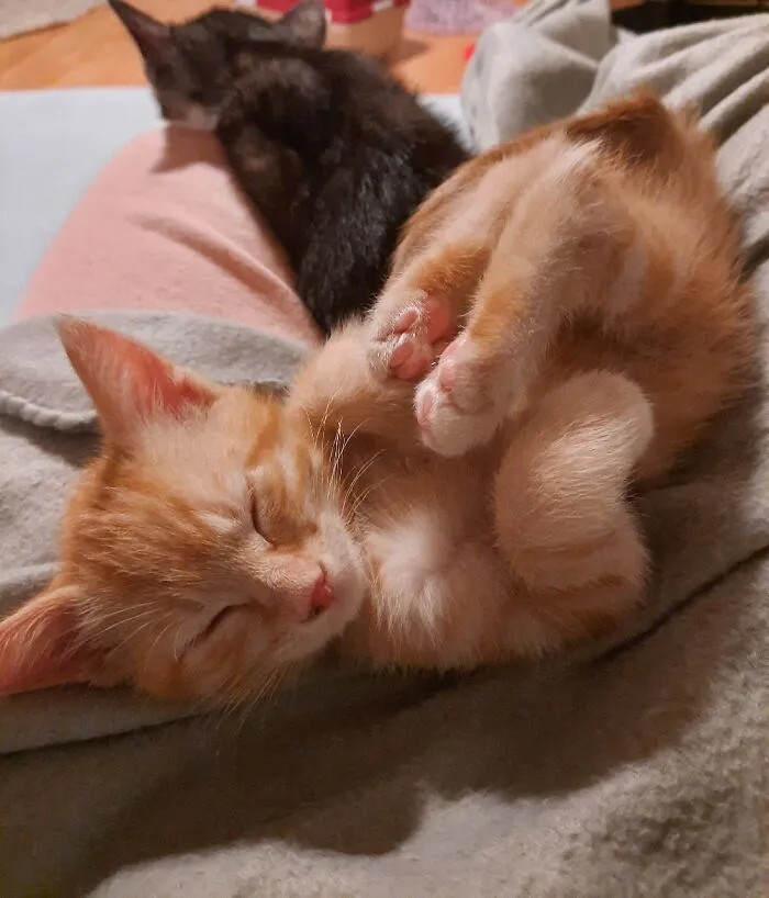 Orwell Slept Like This For Almost An Hour. Little Sleepy Head :)