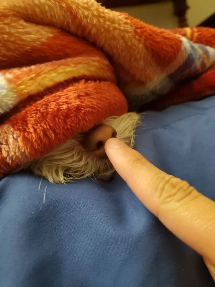 Boop