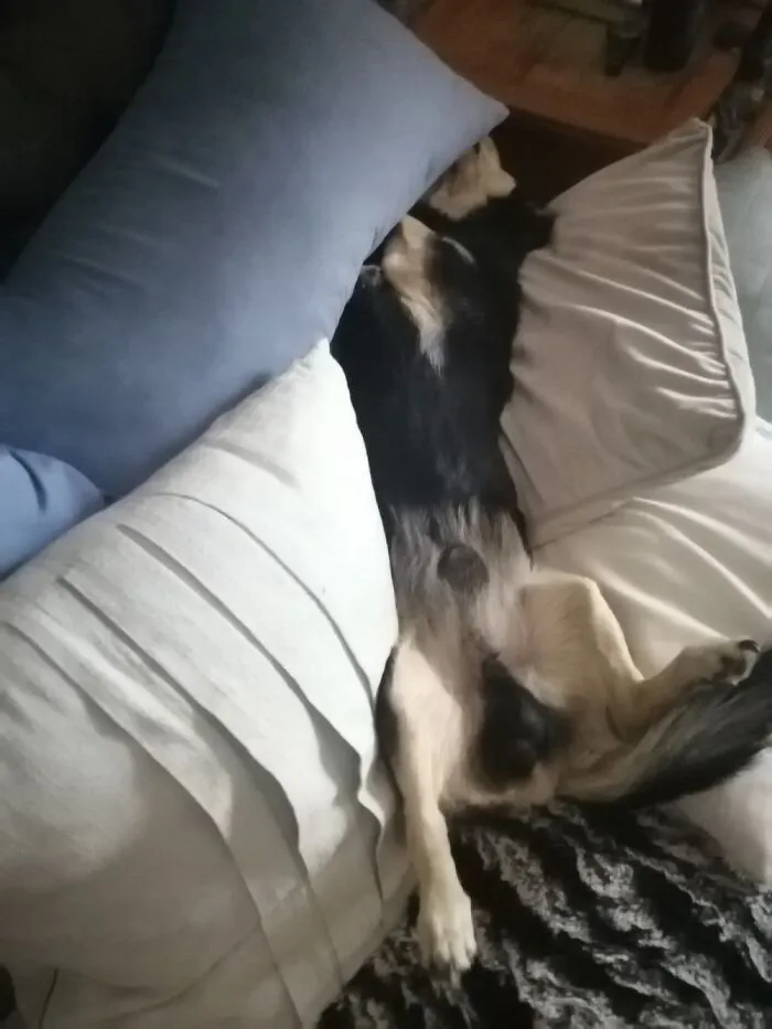 Just Walked Into The Bedroom To Find My 18 Year Old Puppy Catching Some Zzzzz's