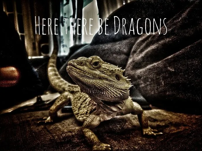 Our Bearded Dragon, Tirppa. A Recue Lizard, Came To Us At 54g, Now 560g